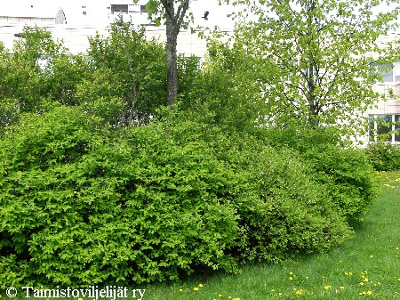 Lonicera caerulea